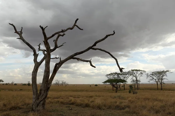 Savannah Serengeti Tanzânia — Fotografia de Stock