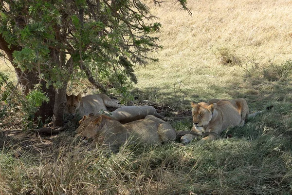 Λιοντάρια Στην Σαβάνα Σερενγκέτι — Φωτογραφία Αρχείου