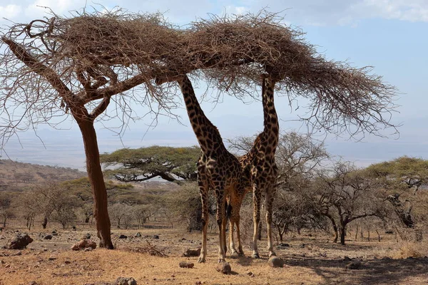 Жирафи Серенгеті Танзанія — стокове фото