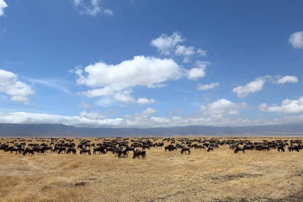 Gnus Savannah Serengeti Tanzania — Stock Photo, Image