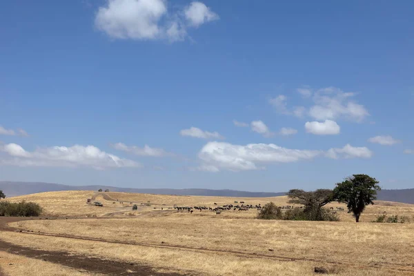 Gnus Savanne Van Serengeti Tanzania — Stockfoto