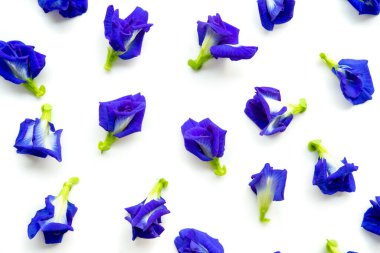 Blue butterfly pea flowers isolated on white background. clipart