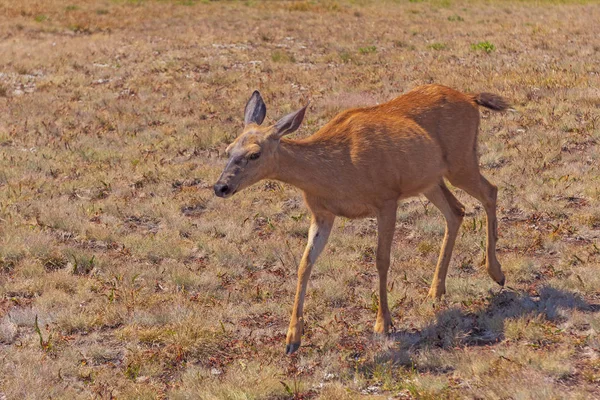 Mule Deer Genom Äng Hurricane Ridge Olympic National Park Washington — Stockfoto