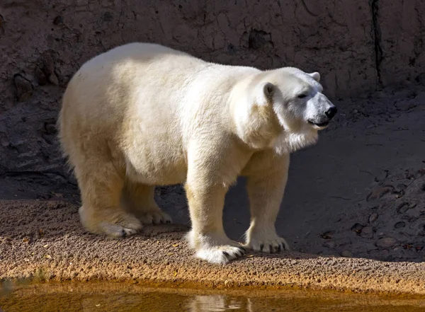 Білий Полярний Ведмідь Хижак — стокове фото
