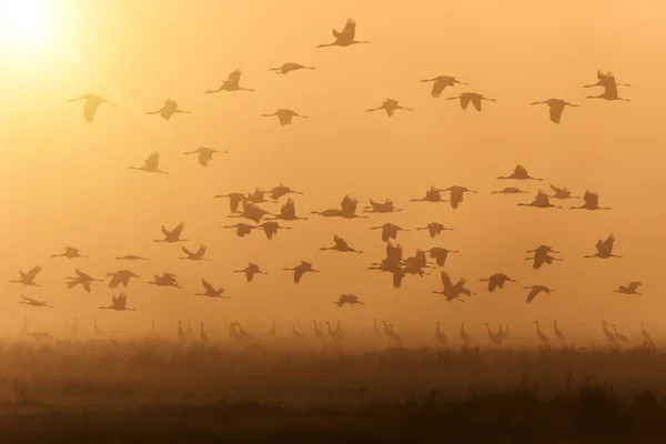 Silueta Letící Hejno Jeřáb Popelavý Ranní Obloze Migrace Národním Parku — Stock fotografie