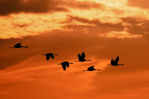 Silueta Bandada Voladora Grulla Común Cielo Matutino Migración Parque Nacional — Foto de Stock