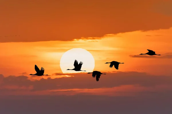 Silhuetten Flygande Flock Trana Morgonhimlen Migration Nationalparken Hortobagy Ungern Pustan — Stockfoto