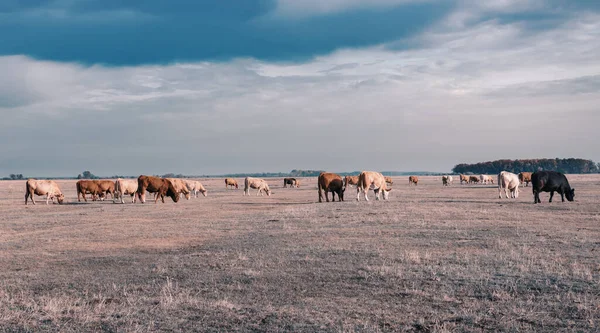 Tradiční Maďarské Skotu Národním Parku Hortobágy Maďarsko Pusta Famouf Ekosystémy — Stock fotografie