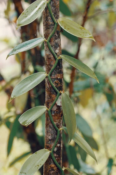 バニラ スパイスの植物は木にしがみつきます Masoala 自然保護区 マダガスカル — ストック写真