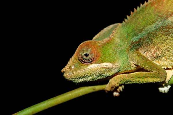Panther Chameleon Furcifer Pardalis Habitatul Natural Din Pădurea Tropicală Din — Fotografie, imagine de stoc