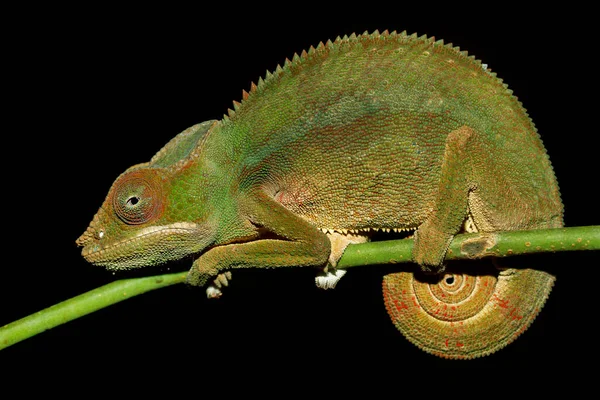 Camaleón Pantera Furcifer Pardalis Hábitat Natural Selva Tropical Bosque Del — Foto de Stock