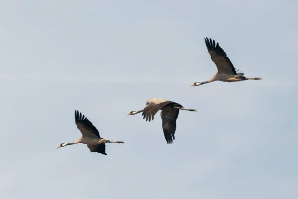 Flygande Flock Trana Sjön Migration Nationalparken Hortobagy Ungern Pustan Famouf — Stockfoto