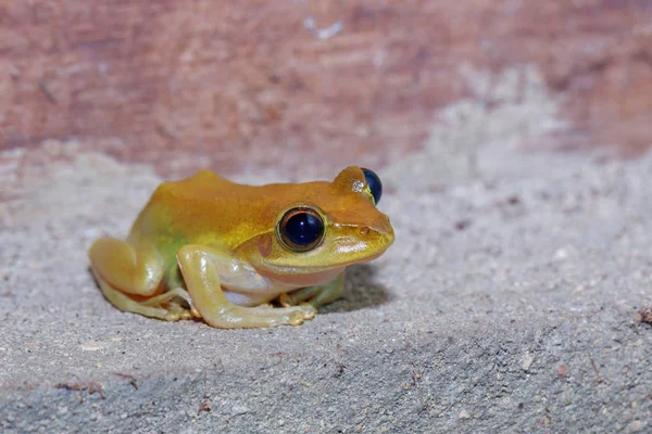 Laubfrosch Boophis Rhodoscelis Eine Froscharte Aus Der Familie Der Mantelliden — Stockfoto