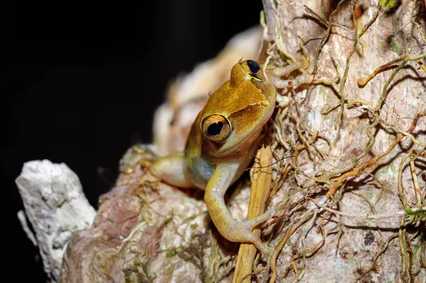 树蛙罗德塞利斯 曼特利达科的青蛙种类 马苏阿拉国家公园 马达加斯加野生动物和荒野 — 图库照片