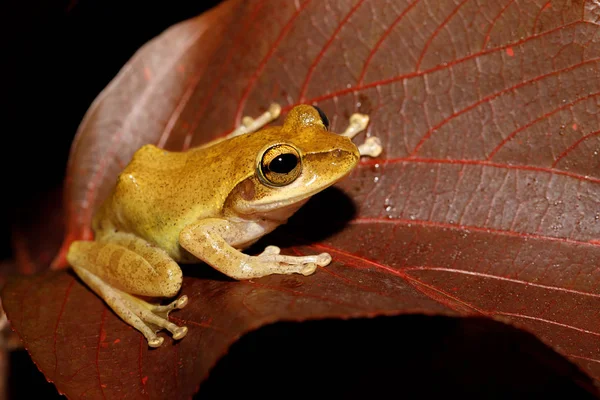 Δέντρο Βάτραχος Boophis Rhodoscelis Είδη Βατράχων Στην Οικογένεια Mantellidae Άγριας — Φωτογραφία Αρχείου