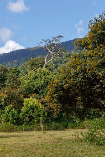 Czysta Natura Krajobraz Park Narodowy Masoala Rainforrest Mgle Madagaskar Bezdroża — Zdjęcie stockowe