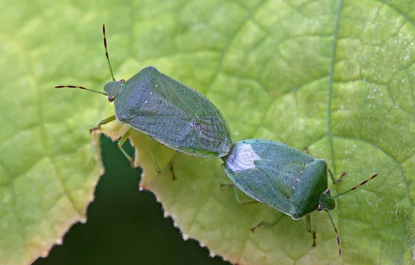 Code Verdi Puzzolenti Palomena Prasina Copulazione — Foto Stock