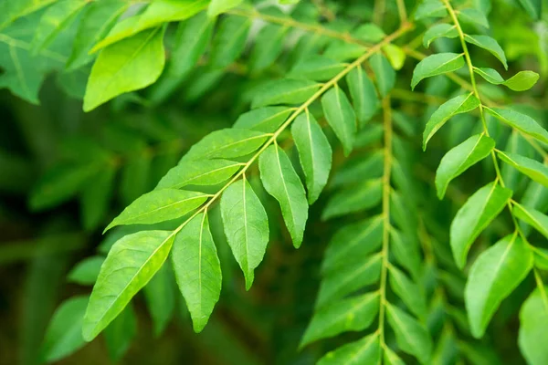 Curry Liści Drzewa Roślina Zbliżenie — Zdjęcie stockowe