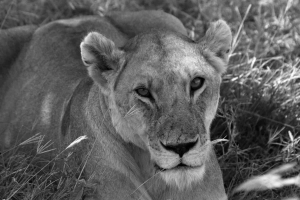 Löwen Der Serengeti Savanne — Stockfoto