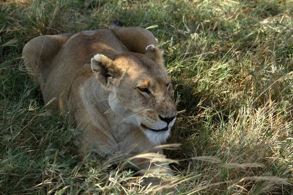 Lions Dans Savane Serengeti — Photo