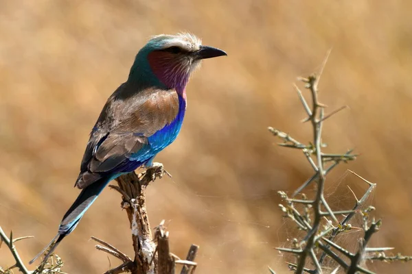Racken Bird Dans Serengeti — Photo