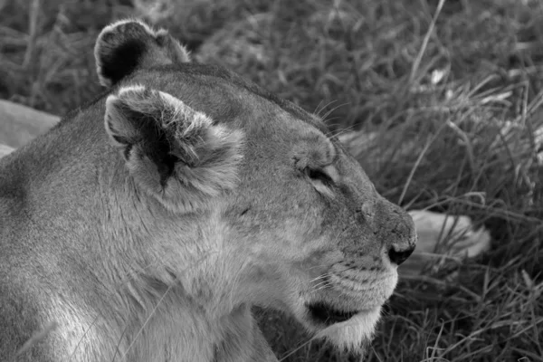 Lions Dans Savane Serengeti — Photo