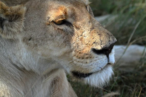 Löwen Der Serengeti Savanne — Stockfoto