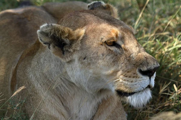 Serengeti Savannah Oroszlánok — Stock Fotó