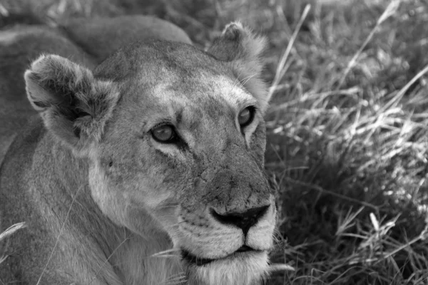 Львы Серенгети Саванны — стоковое фото