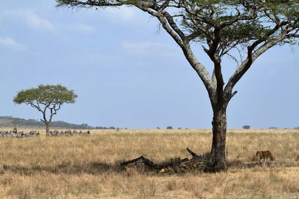 Lions Serengeti Savannah — Stock Photo, Image