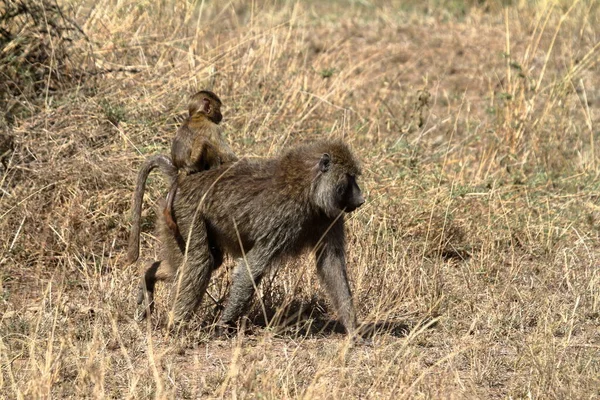 Niedliche Erdmännchen Suricatta — Stockfoto