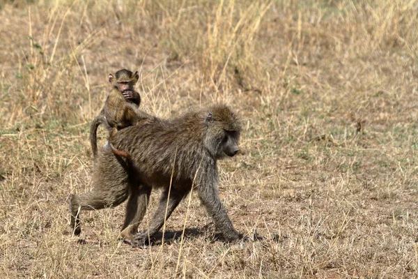 Temas Animales Mono Naturaleza — Foto de Stock