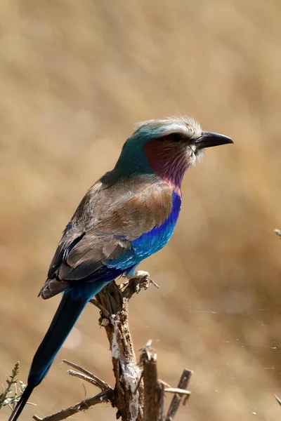 Racken Птахів Серенгеті — стокове фото