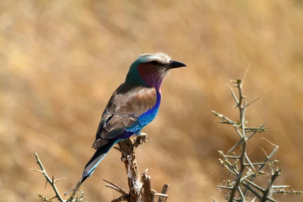 Racken Bird Dans Serengeti — Photo