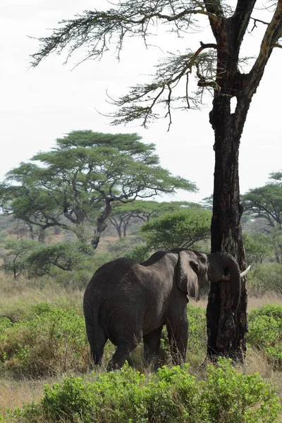 Éléphants Dans Serengeti — Photo