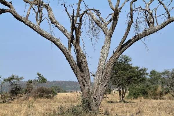 Sabana Del Serengeti Tanzania —  Fotos de Stock