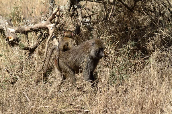 Meerkat Ζώο Πλάσμα Suricatta — Φωτογραφία Αρχείου