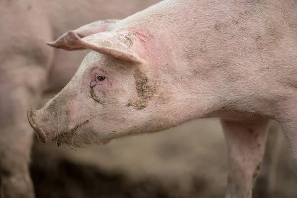 Cerdos Comiendo Prado Una Granja Carne Orgánica — Foto de Stock