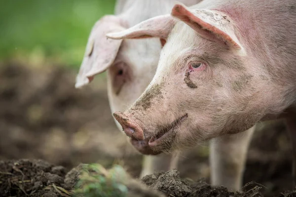 Свині Їдять Лузі Органічній Ясокомбінаті — стокове фото