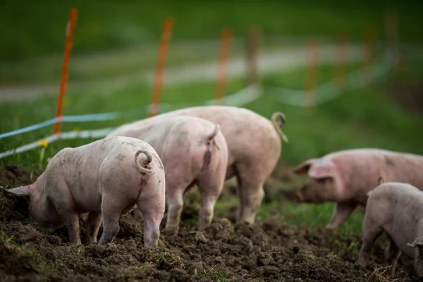 Suini Che Mangiano Prato Allevamento Biologico Carne — Foto Stock