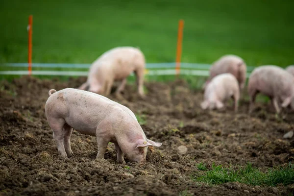유기농 농장의 초원에서 돼지들 — 스톡 사진