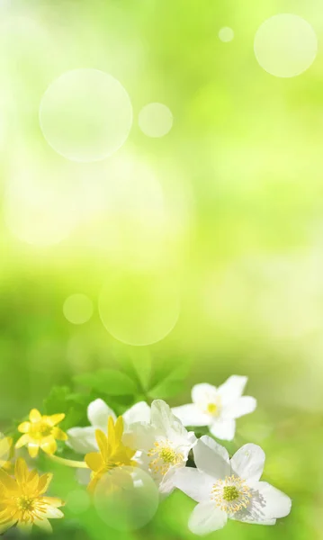 Tavaszi Virágok Függőleges Zöld Természet Háttér Fényes Bokeh — Stock Fotó