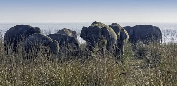 Famille Des Éléphants Indiens Elephas Maximus Indicus Avec Réservoir Ramganga — Photo