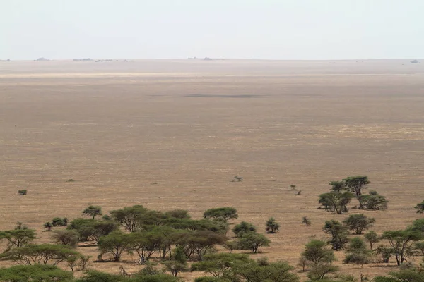 Sabana Del Serengeti —  Fotos de Stock