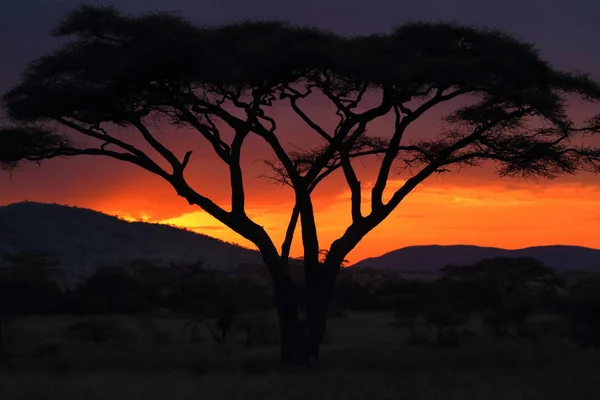 Sonnenuntergang Der Serengeti Savanne — Stockfoto