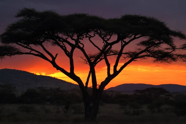 Sonnenuntergang Der Serengeti Savanne — Stockfoto