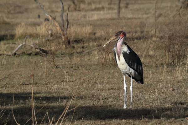 Marabou Der Serengeti Savanne — Stockfoto