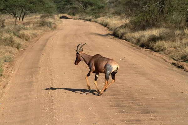 Antílope Animales Salvajes Vida Silvestre — Foto de Stock