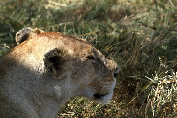 Львы Серенгети Саванны — стоковое фото