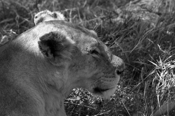 Lwy Serengeti Savannah — Zdjęcie stockowe